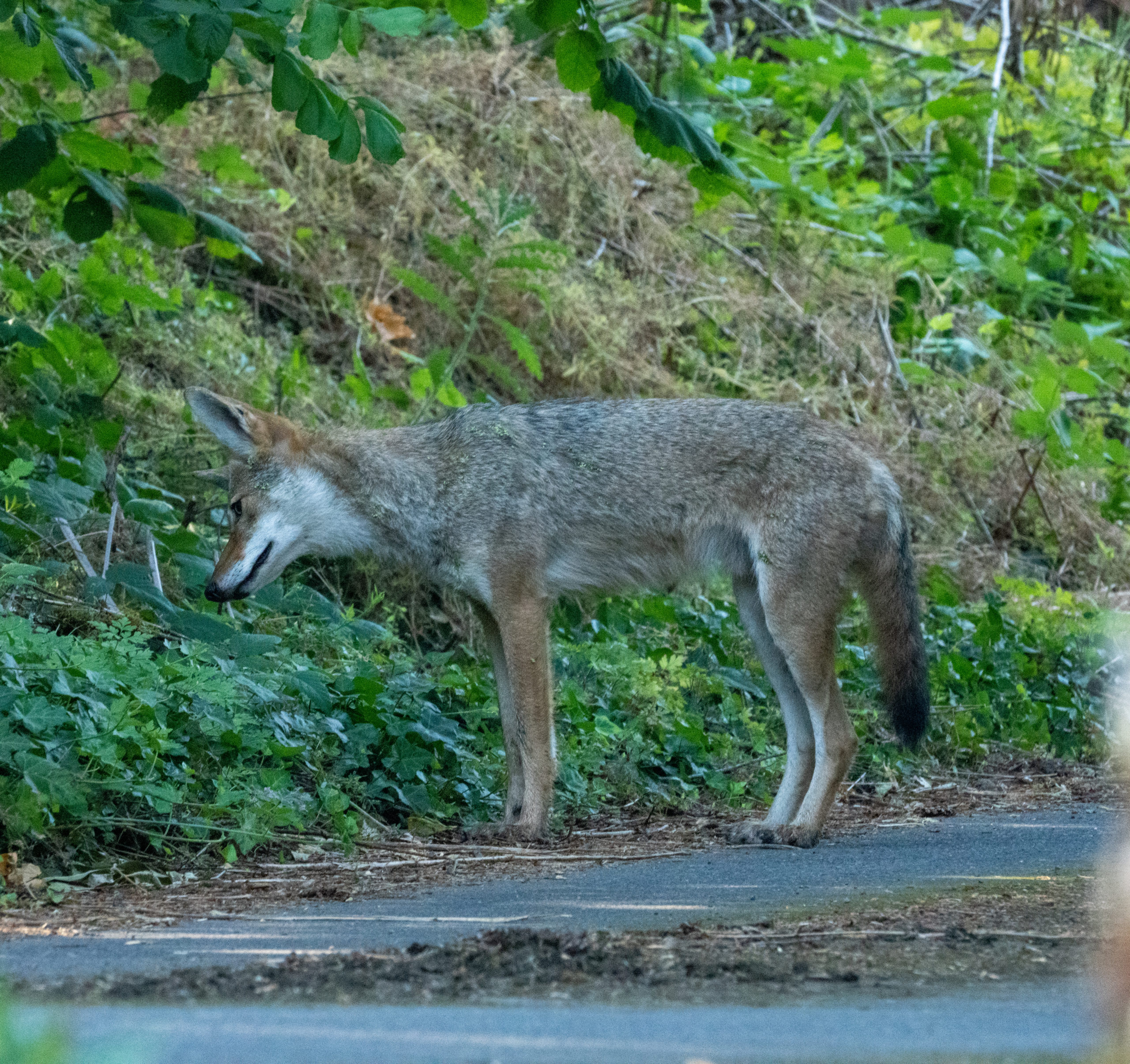 Coyote saying "WTF is this thing?!"
